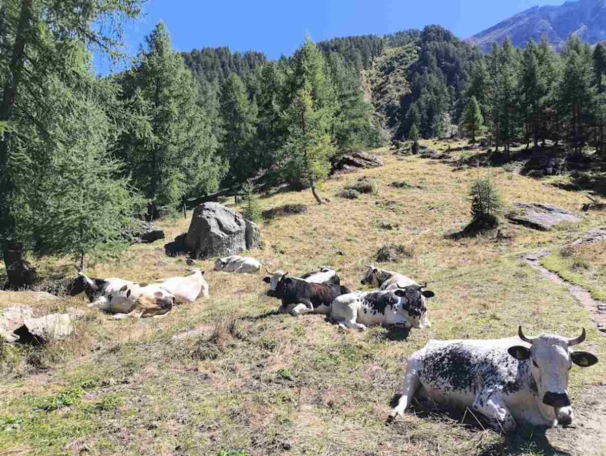 mucche rifugio toesca