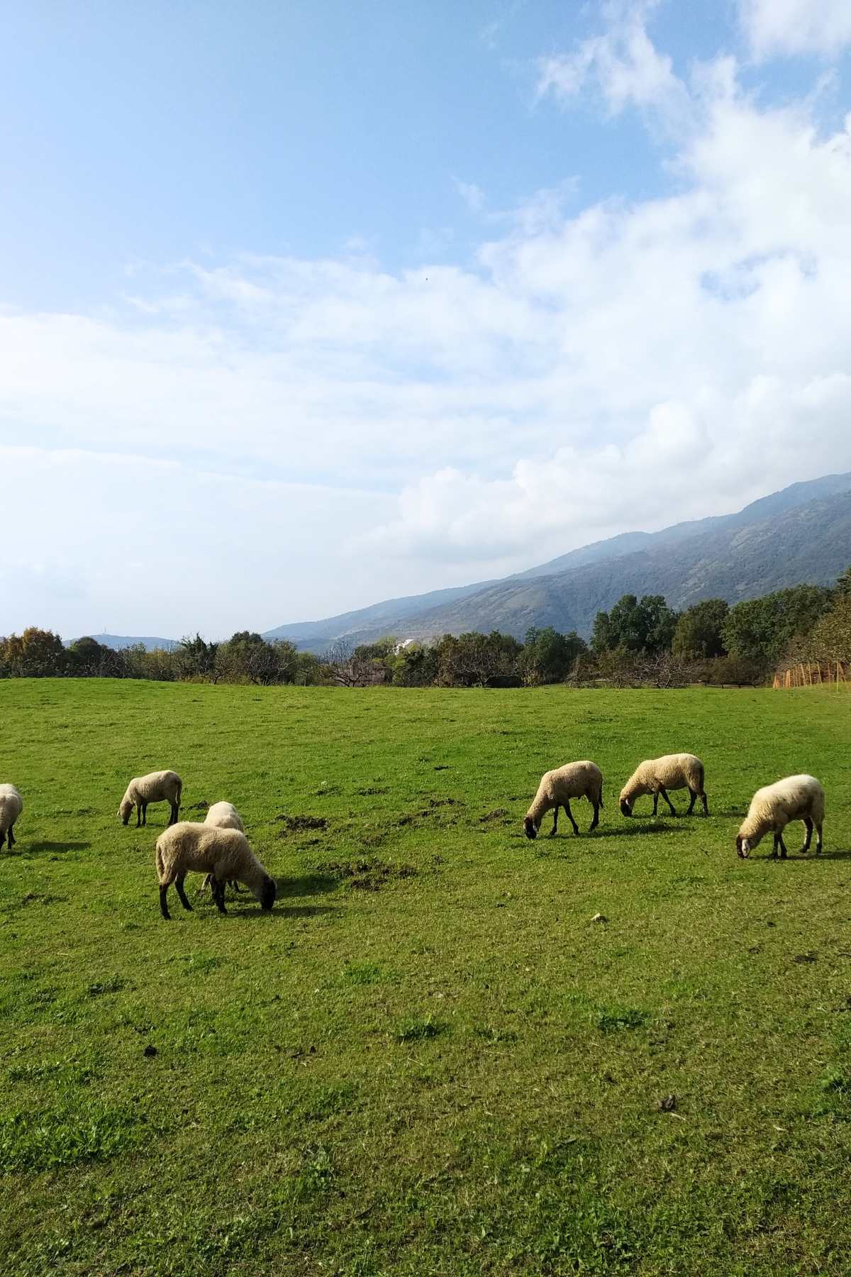pecore al pascolo