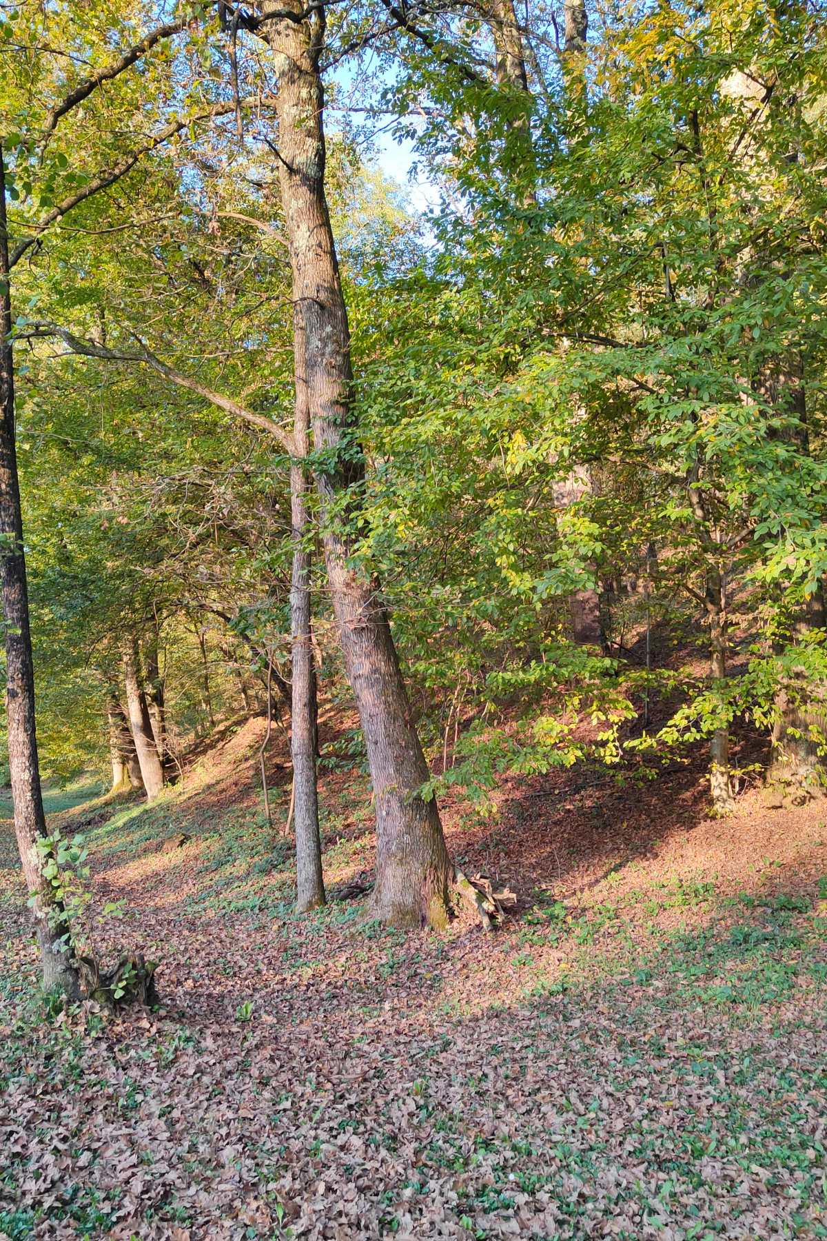 bosco romagno foliage friuli venezia giulia