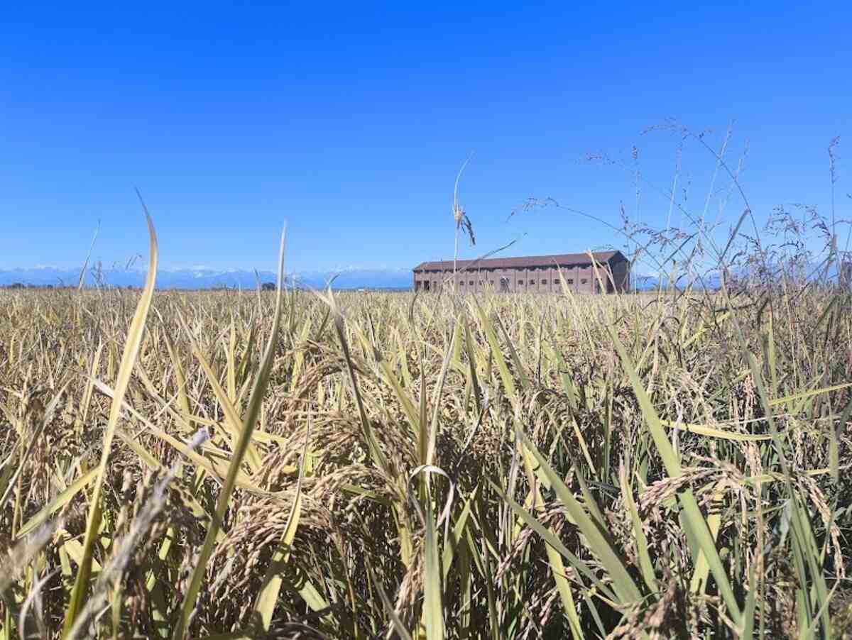risaie acquerello e casa delle mondine