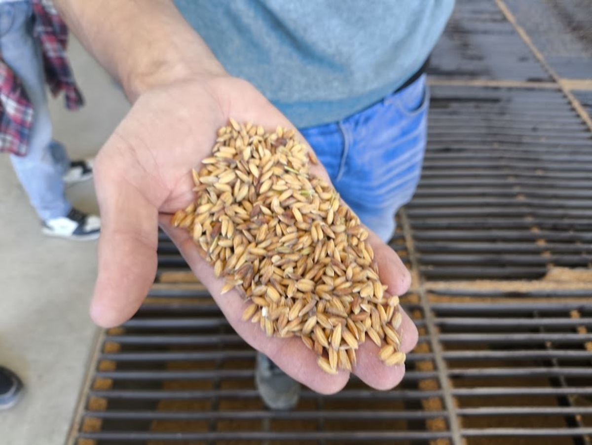 particolare del riso acquerello