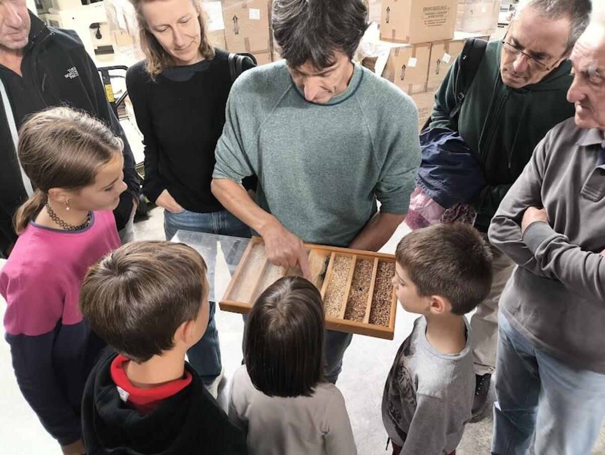 le diverse fasi di maturazione del riso nell'azienda acquerello