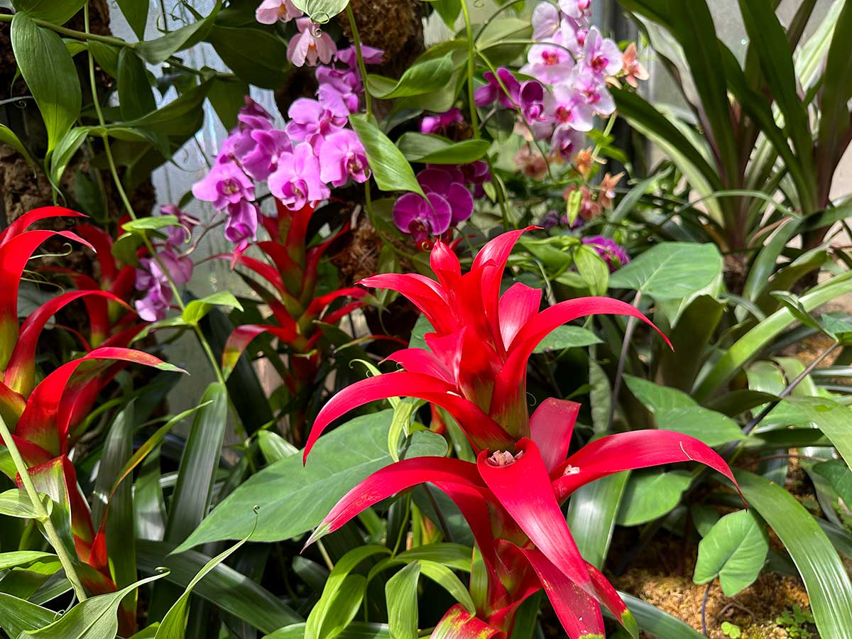 Ischia con i bambini La mortella