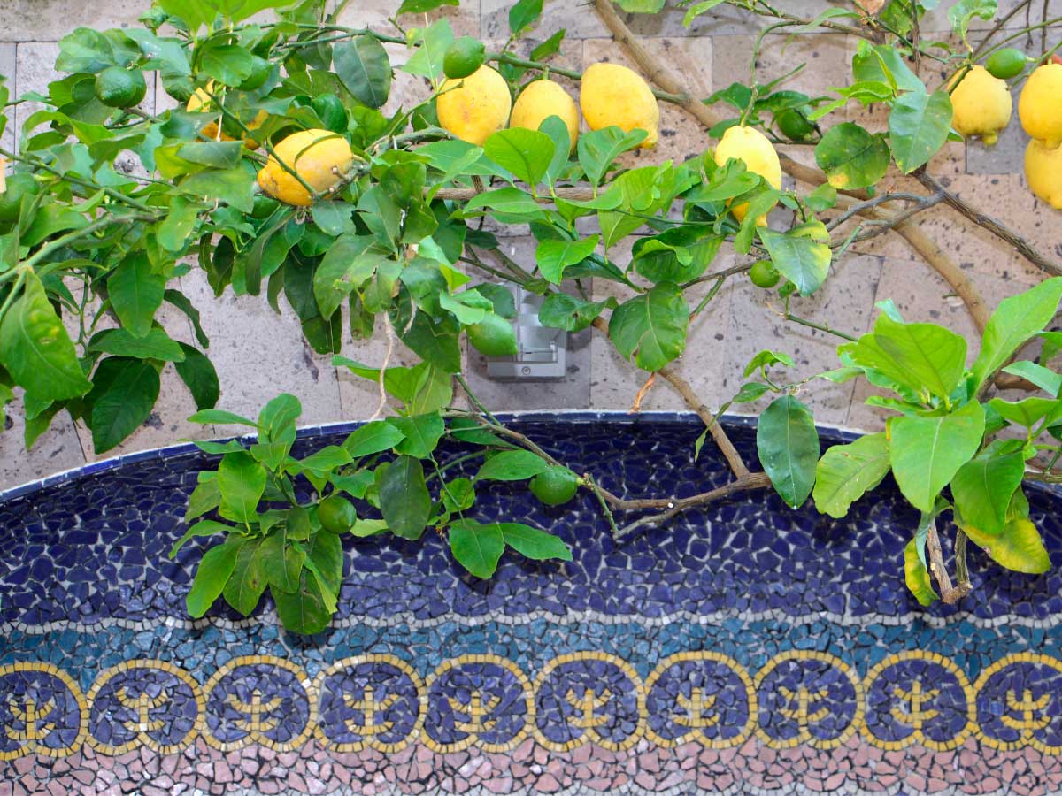 Sorrento con i bambini limoni