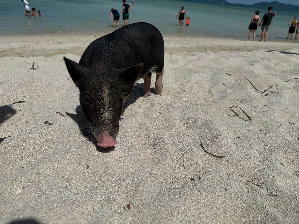 koh samui cosa fare gita isola maiali buona