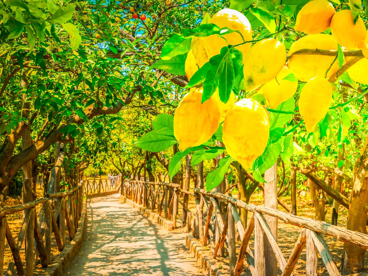 sorrento limoni