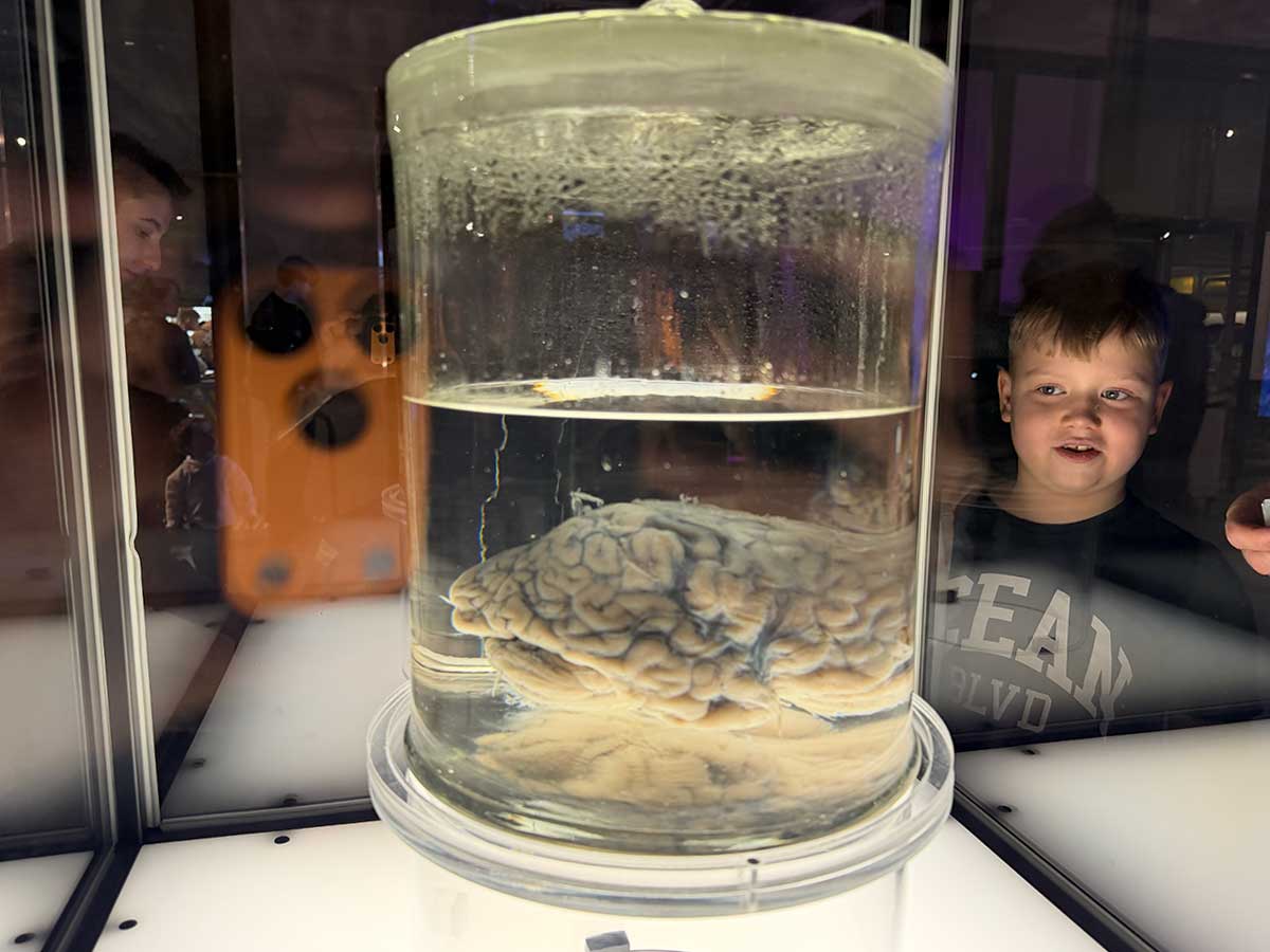 Centro delle Scienze Copernico Varsavia: cervello