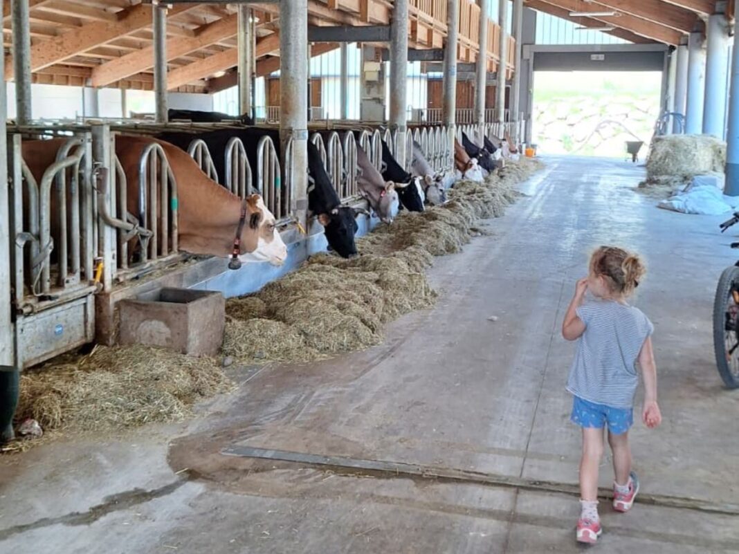 bimba in una stalla in fattoria a Forni di Sopra