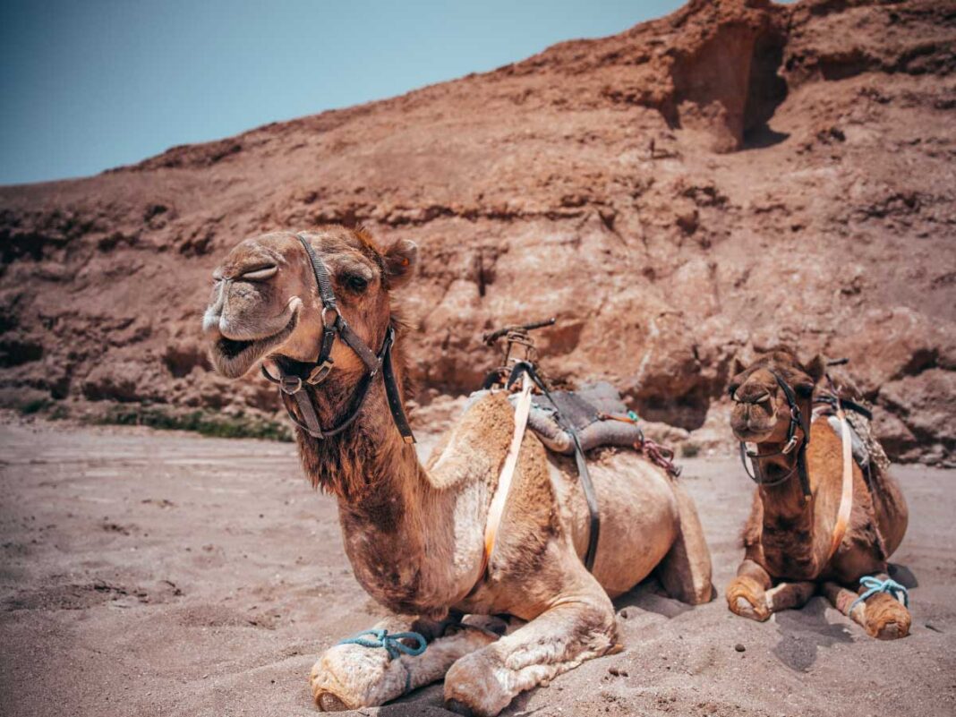 Daserto di Agafay: cammelli