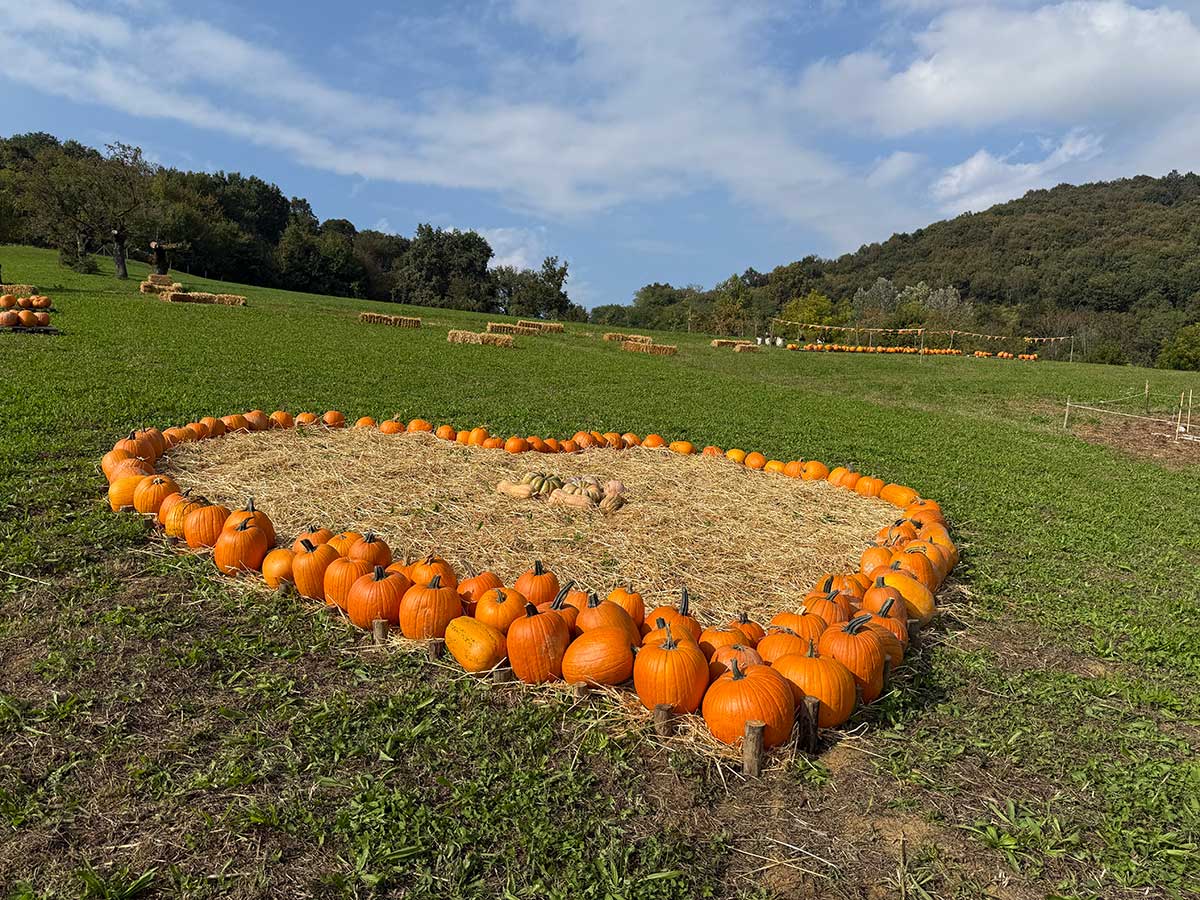 Autunno i nCollina con i bambini a Torino: campo di zucche a cuore