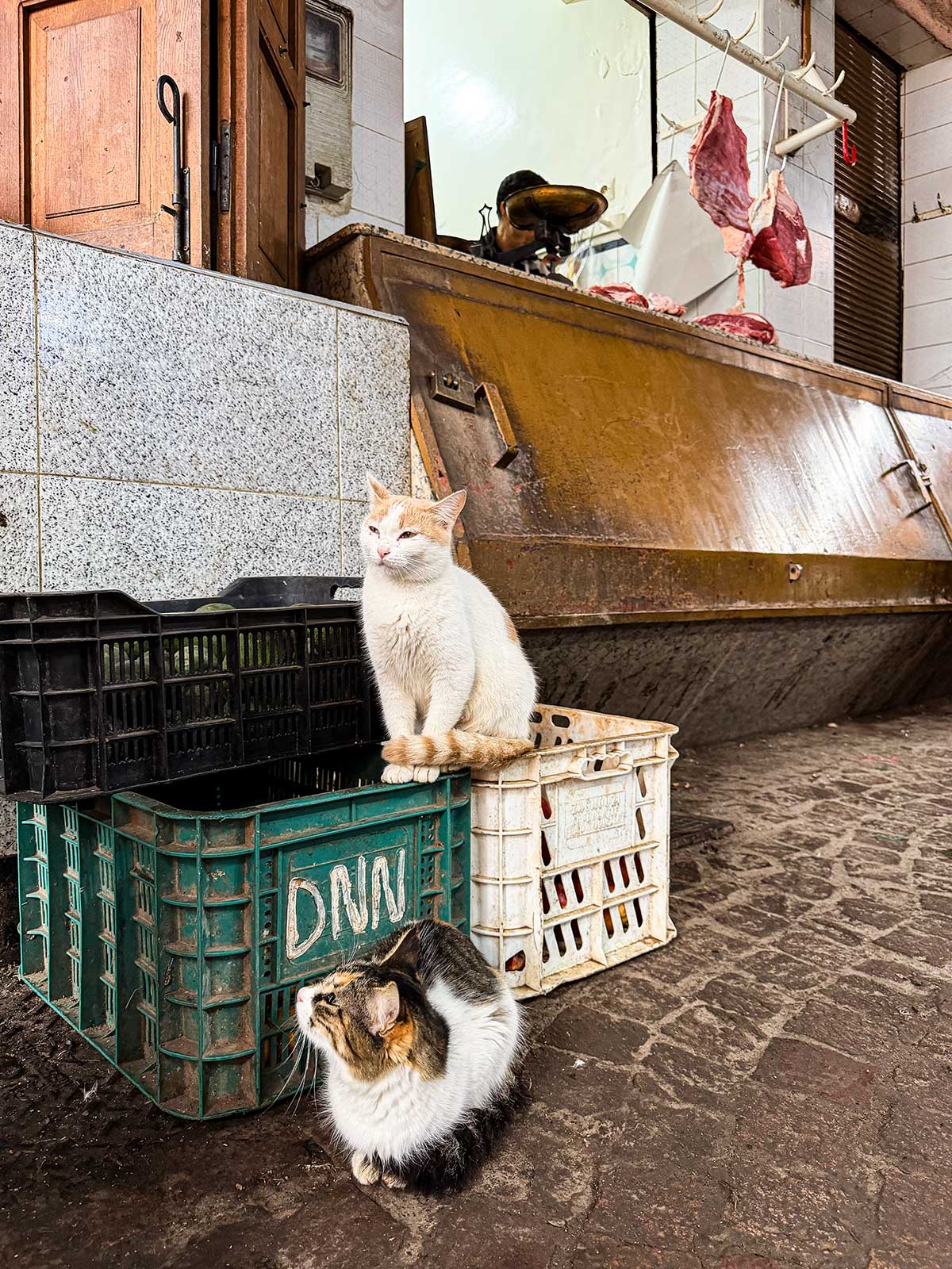 marrakech viaggiare sicuri consigli: gatti nel mercato