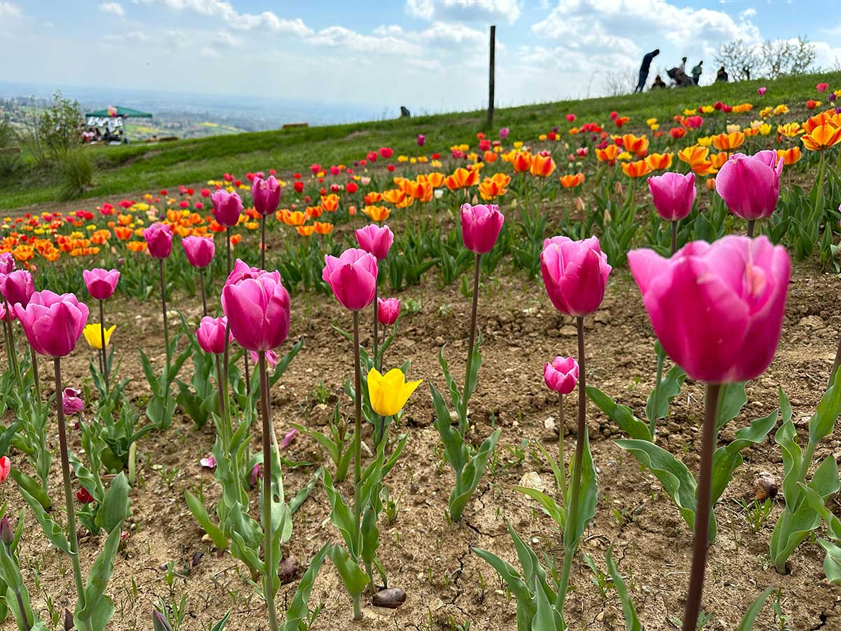 primavera sulla collina di Torino