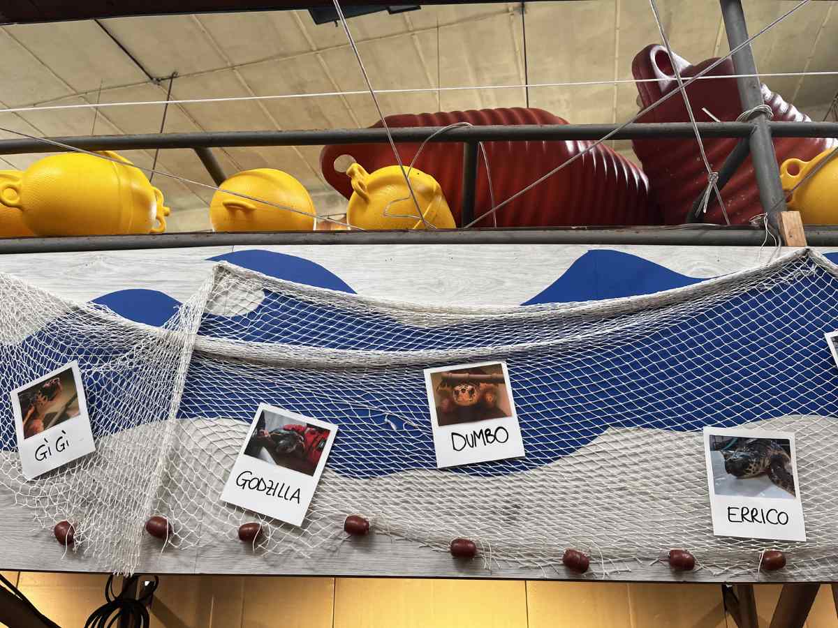 foto delle tartarughe in cura a cestha a ravenna