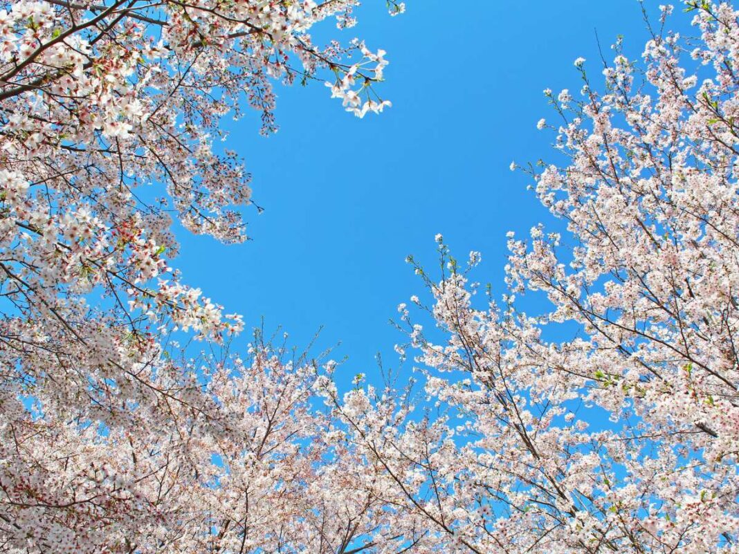 cielo con alberi in fiore, le più belle fioriture in emilia romagna