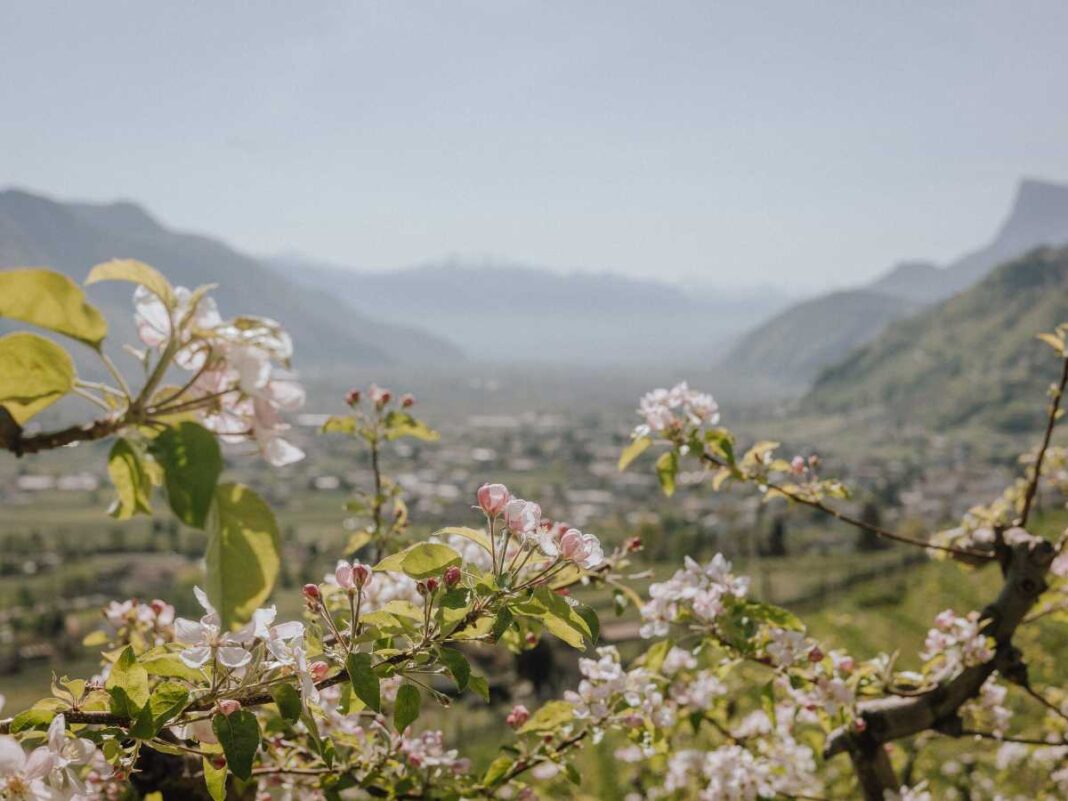 alberi fioriti durante Lana in Fiore, nella primavera in trentino alto adige