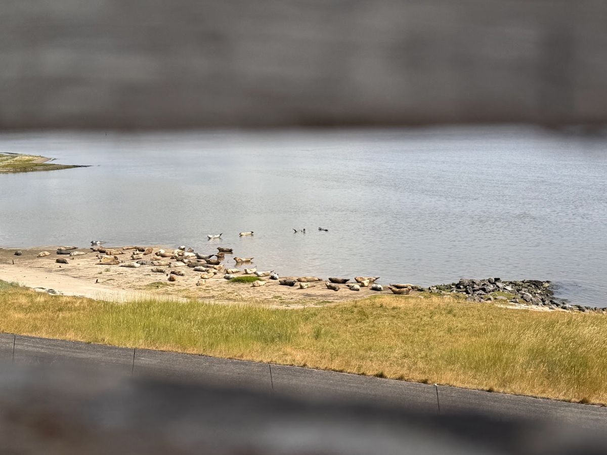 spiraglio nel muro da cui si vedono le foche a Termunten nel mare dei Wadden